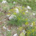 Cachrys ferulacea Plante entière
