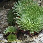 Saxifraga florulenta Habitus