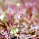 Utricularia subulata Habitus