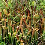 Sarracenia rubra Alkat (teljes növény)