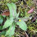 Sonchus asper পাতা