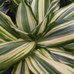 Dracaena fragrans List