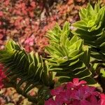 Crassula coccinea Fulla