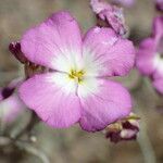 Marcus-kochia littorea Flower