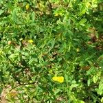 Hypericum hypericoides Листок