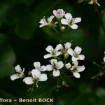 Cardamine asarifolia Blüte