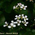 Cardamine asarifolia ফুল