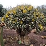 Aloe dichotoma Pokrój