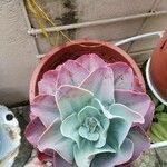 Echeveria giganteaHostoa