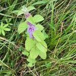 Mentha arvensis Fulla