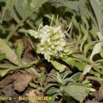 Campanula petraea 形態