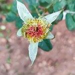 Rubus niveus Flower