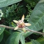 Potentilla nepalensis Fruit