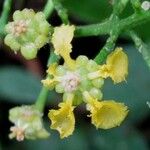 Bunchosia dwyeri Flower