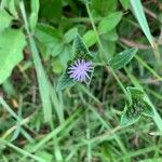 Elephantopus elatus Flower