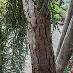 Sequoiadendron giganteum ᱪᱷᱟᱹᱞᱤ