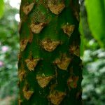 Lobelia giberroa Bark