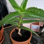 Aloe arborescensFolha