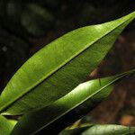 Myrcia bracteata Hoja