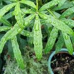 Pseudopanax lessonii Folha