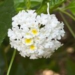 Lantana canescens Кветка