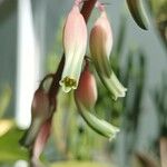 Gasteria disticha Flower