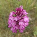 Anacamptis pyramidalisFloare