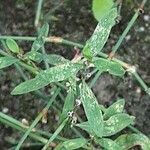 Polygonum aviculare Feuille