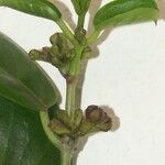 Marsdenia nigriflora Corteccia