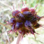 Oenanthe globulosa Fruit