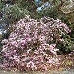 Rhododendron oreodoxa Habit