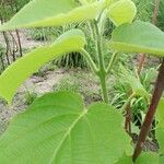 Actinidia chinensisFrunză