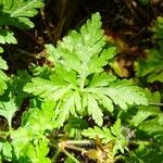 Geranium robertianum Foglia