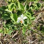 Hibiscus flavifolius Blüte