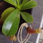 Nepenthes alata Blatt