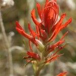 Castilleja linariifolia 花