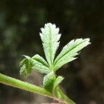 Potentilla pyrenaica Leaf