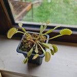 Dionaea muscipula Folla