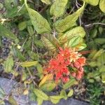 Combretum constrictum Flor