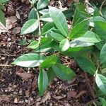 Trachelospermum jasminoides Blad