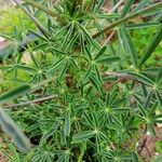 Lupinus angustifolius Blad