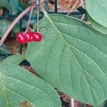 Lonicera xylosteum Fruit