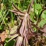 Epipactis purpurata 花