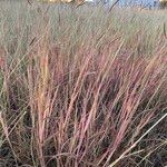 Dichanthium aristatum Costuma