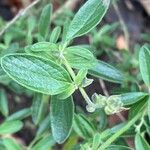 Salvia patens Ліст