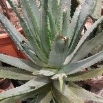 Aloe ferox Folha