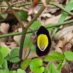 Aristolochia sempervirens Цвят