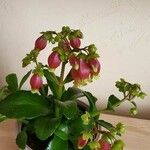 Kalanchoe miniata Blüte