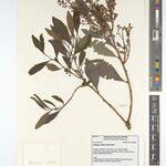 Scolopia madagascariensis Other