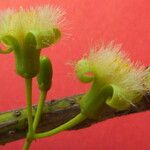 Ximenia americana फूल